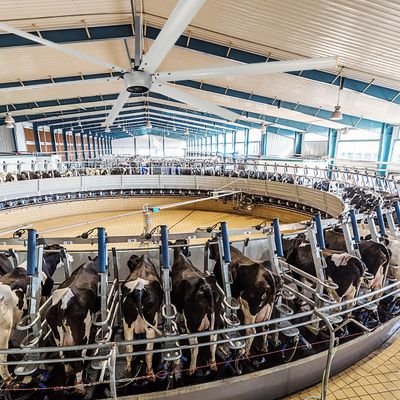 Тихий 1,5 кВт 24 футовый высокоскоростной HVLS большой промышленный электрический потолочный вентилятор с мотором PMSM