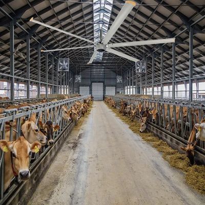 220V/380V источник питания AMTHI OEM HVLS Гигантский потолочный вентилятор для молочных птицеводческих ферм
